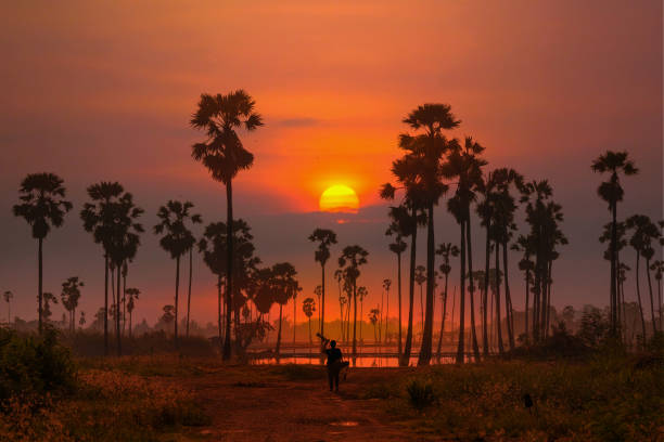 istock Orange gradient sky in a morning with tall palm tree silhouette in foreground 1326454428