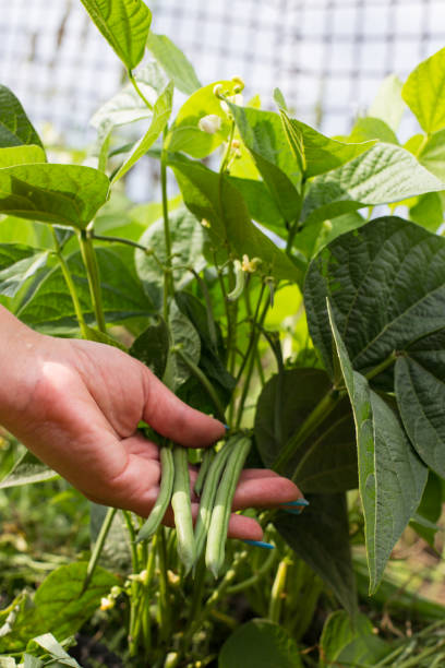istock Growing long green beans. Vegetable growing. Harvesting green beans 1326457085