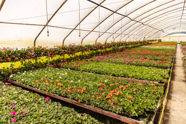 istock Glasshouse with pelargoniums. 1326457151
