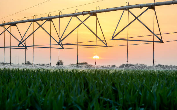 istock Automated irrigation system. Agricultural concept 1326457184