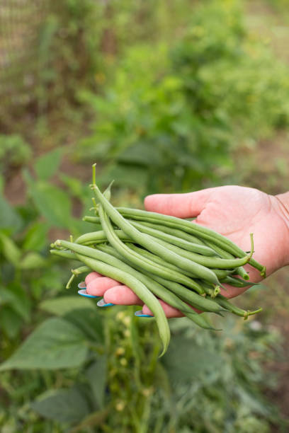 istock Harvesting green beans. Hand with long chinese beans 1326457186