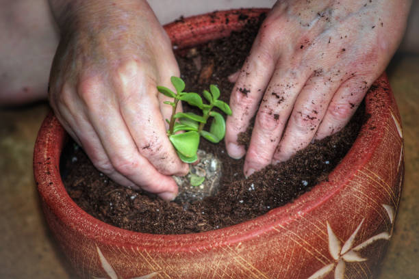 planting hands - coate imagens e fotografias de stock