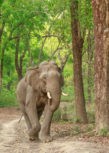 istock Asian Elephant on the jungle track. 1326458279