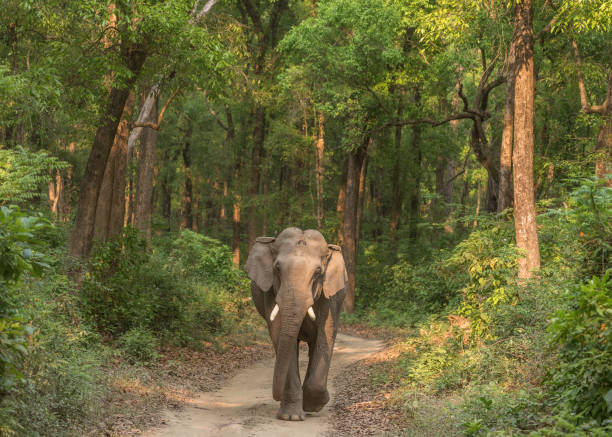 istock Asian Elephant on the jungle track. 1326458282