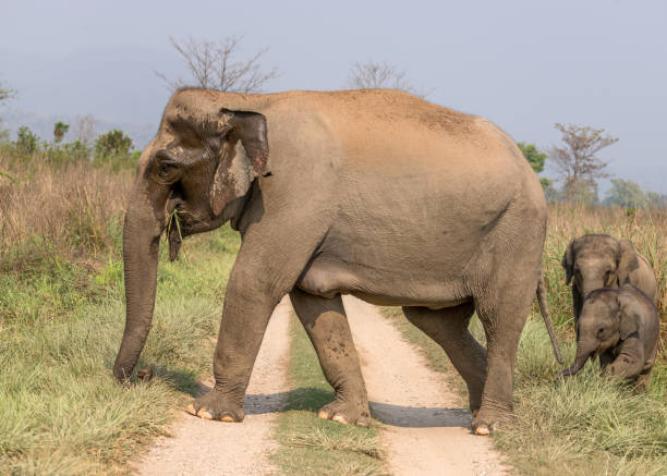 istock Asian Elephant & young one on the jungle track. 1326458307
