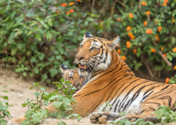 istock Royal Bengal Tiger & cub. 1326458309