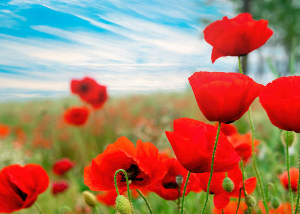 istock Red poppies field against a blue sky 1326458408