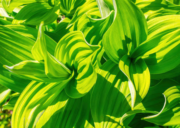 istock Green leaf abstract background. Veratrum, False Hellebore texture closeup 1326458471