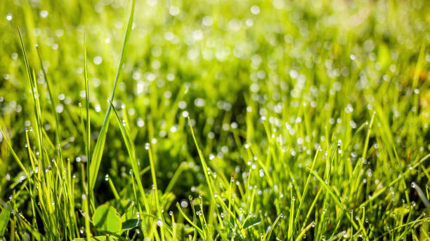 istock Spring or summer nature background with green grass 1326458682