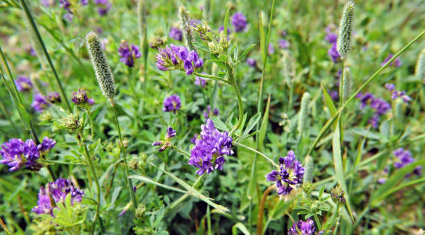 fleurs de luzerne dans un champ - alfalfa photos et images de collection
