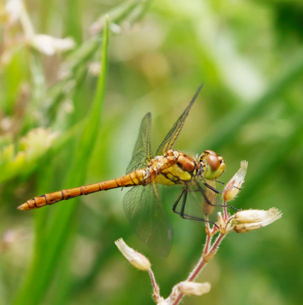 istock Ruddy Darter Dragonfly (Sympetrum sanguineum) Female 1326459797