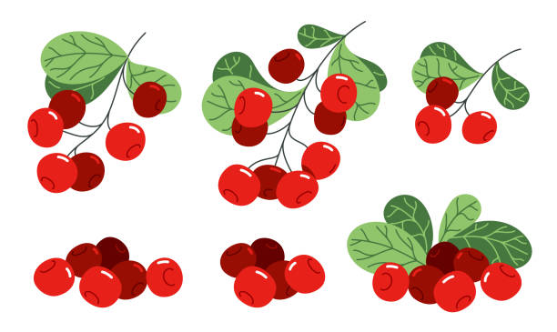 Fresh delicious ripe wild lingonberry vector flat illustration isolated on white, natural diet food vegetation tasty eating, forest wild berries series. Fresh delicious ripe wild lingonberry vector flat illustration isolated on white, natural diet food vegetation tasty eating, forest wild berries series. cranberry stock illustrations