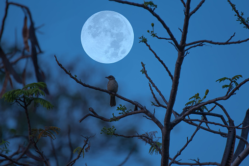 Bird on tree branch silhouette with full moon at night.