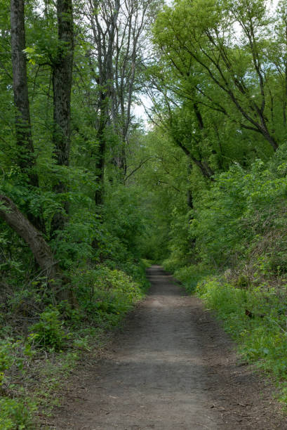 istock Walkway Lane Path With Green Trees in Forest. Beautiful Alley In Park. Pathway Way Through Dark Forest 1326462607