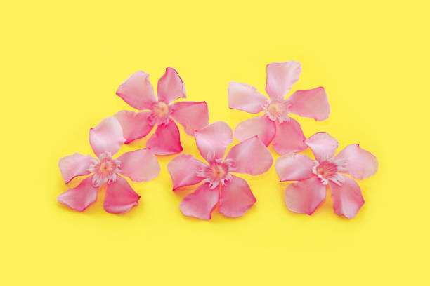 istock small pink oleander flowers on a yellow background 1326464053