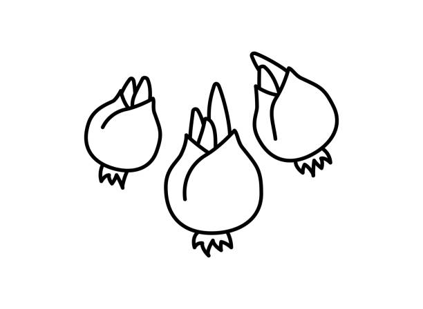 꽃 전구 아이콘 - bulbous plant stock illustrations