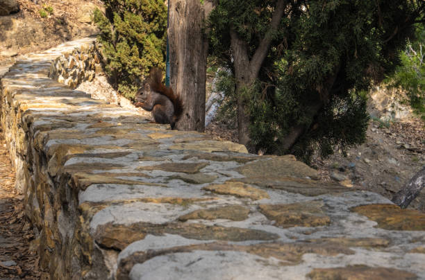 istock View of red squirrel eating nuts 1326465338