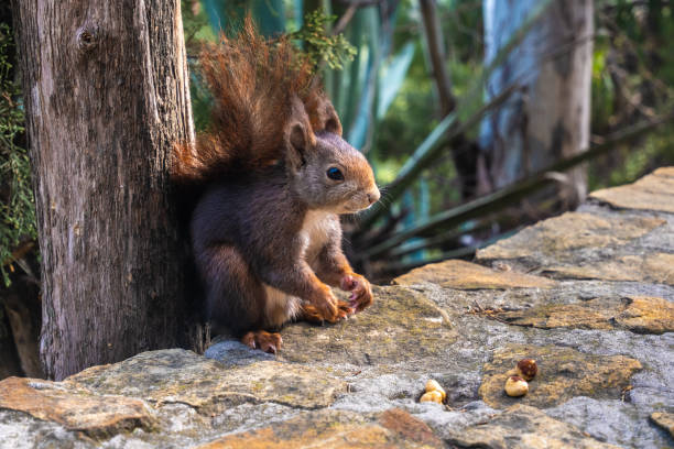 istock View from close up of red squirrel eating nuts 1326465365