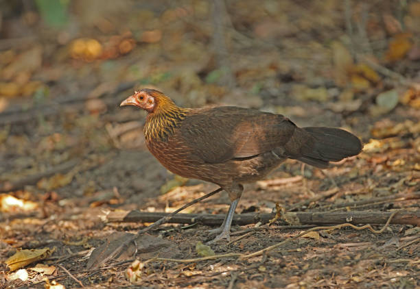 Red Junglefowl Red Junglefowl (Gallus gallus spadiceus) adult female standing on forest floor"n"nnear Kaeng Krachan, Thailand            January gallus gallus stock pictures, royalty-free photos & images