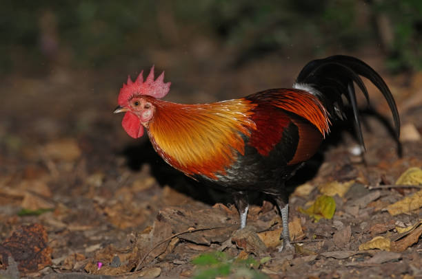 Red Junglefowl Red Junglefowl (Gallus gallus spadiceus) adult male standing on forest floor"n"nnear Kaeng Krachan, Thailand            November male red junglefowl gallus gallus stock pictures, royalty-free photos & images