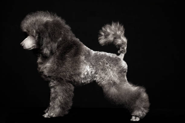 istock image of dog dark background 1326466660