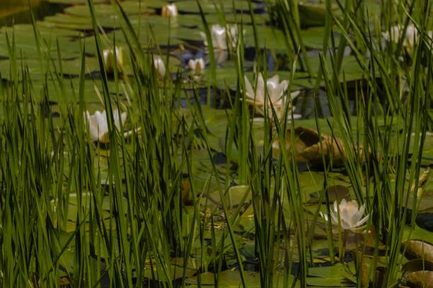 istock Flora and Fauna Pond 1326466816