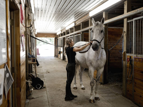 istock Young female trainer prepping her horse 1326466875