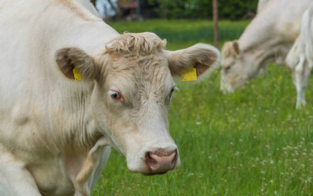 istock Cow Extreme Close-up 1326466919