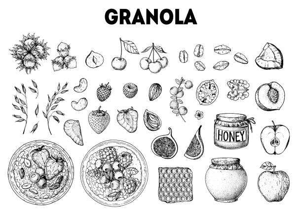 ilustracja składników granoli. płatki owsiane, jagody, owoce i orzechy ręcznie rysowane szkic. śniadanie granola. musli żywności menu. ręcznie rysowana ilustracja wektorowa. projekt granoli - oat cereal plant oat flake backgrounds stock illustrations