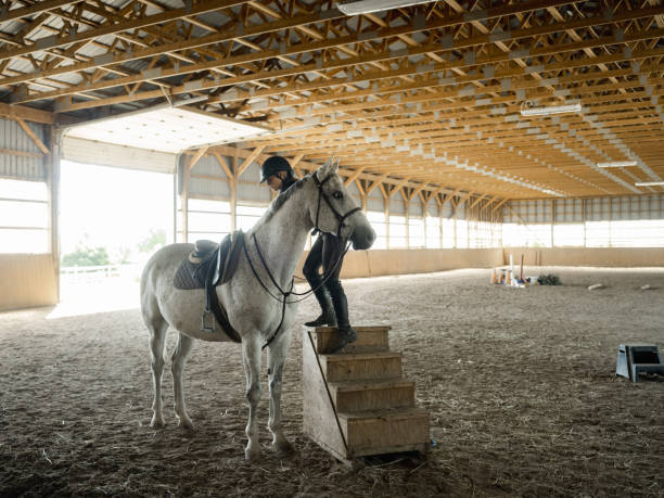 Young female horse trainer prepping her horse for riding inside the horse stable. She is wearing horse riding pants and t-shirt with her long hair in pony tail. Interior of rural horse farm in Ontario, Canada.
