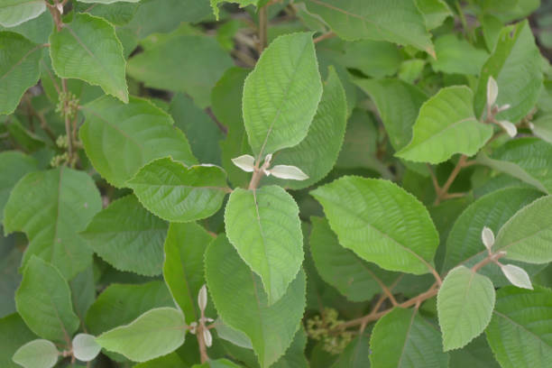 istock Green leavy wild plant. Leaves background with copyspace 1326468118