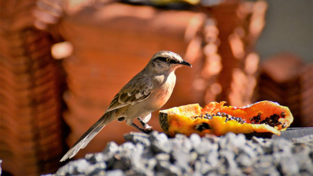 istock Mimus saturninus on boulders in the sun 1326468773