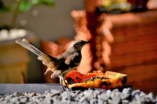 Mimus saturninus feeding on papaya on top of boulders in backyard