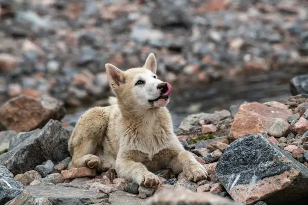 A blonde-and-white sled-dog licks its chops when it sees its owner approaching with food-rations, Ittoqoortoormiit (formerly Scoresbysund), Sermersooq, East Greenland, Greenland, Europe
