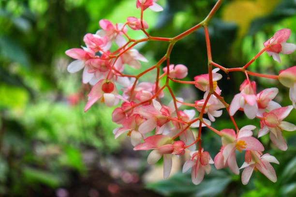 Begonia obliqua is a beautiful little flower that belongs to family begoniaceae Begonia obliqua, this beautiful little flower is species of plant that belongs to the family begoniaceae begoniaceae stock pictures, royalty-free photos & images