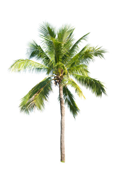 istock Palm tree or Coconut tree ,a green leaf isolation for summer background ,relax and vacation holiday summer concept 1326471421