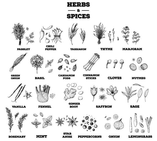 허브와 향신료 손으로 그린 벡터 일러스트레이션. 향기로운 식물. 손으로 그린 음식 스케치. 빈티지 일러스트레이션. 허브와 향신료 컬렉션. 스케치 스타일 세트입니다. - spice vanilla ginger pepper stock illustrations