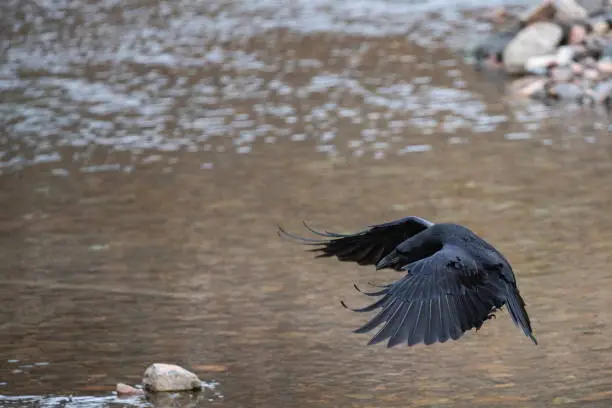 A common crow (Corvus corax) looking for scraps, lands near a stream, where sled-dogs are being fed, Ittoqoortoormiit (formerly Scoresbysund), Sermersooq, East Greenland, Greenland, Europe