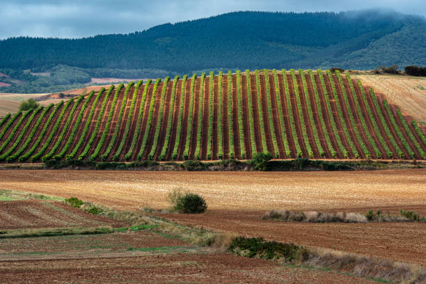 istock Vineyards with Demanda mountain range as background, La Rioja, Spain 1326472725