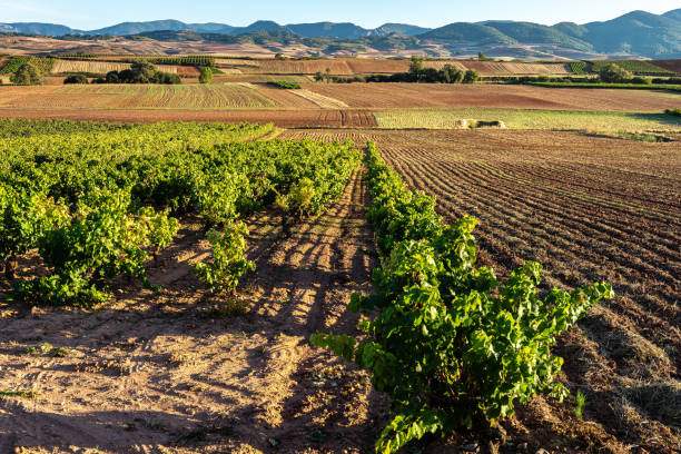 istock Vineyards with Demanda mountain range as background, La Rioja, Spain 1326472731