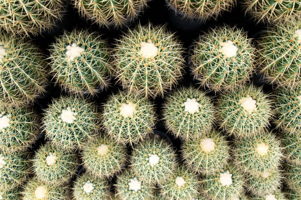 istock Green color cactus place as the layer background 1326472910