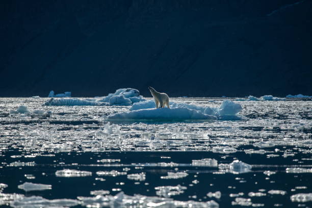 istock A polar bear (Ursus maritimus) on an ice floe surrounded by brash ice 1326472921