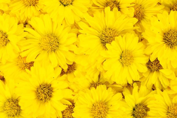istock Closed up of yellow color Chrysanthemum flower pattern background 1326473012