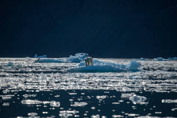 istock A polar bear (Ursus maritimus) on an ice floe surrounded by brash ice 1326473532