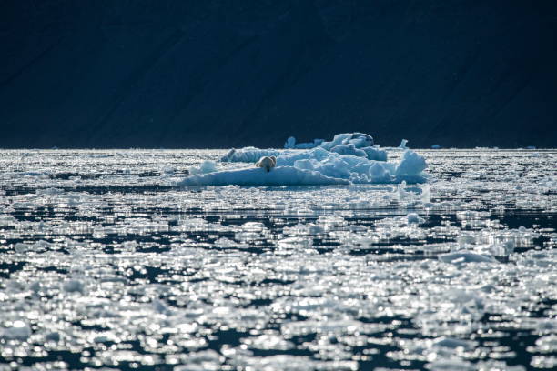 istock A polar bear (Ursus maritimus) on an ice floe surrounded by brash ice 1326473759