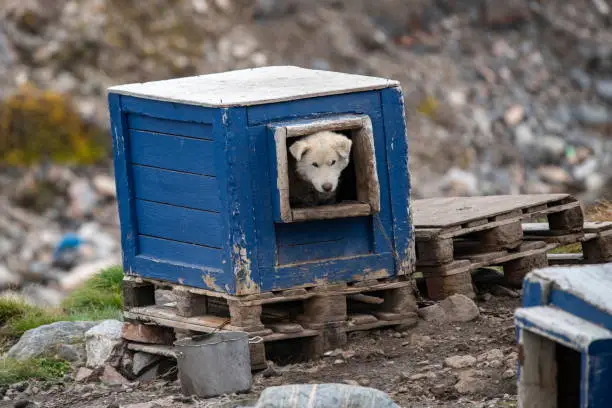 A light-blond sled-dog looks out from inside its blue doghouse, which rests on two pallets, Ittoqoortoormiit (formerly Scoresbysund), Sermersooq, East Greenland, Greenland, Europe