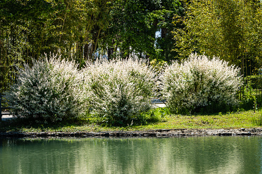 Large Bushes of Japanese whole-leaved willow, Salix Integra Hakuro-Nishiki on bank of artificial lake in Adler arboretum \