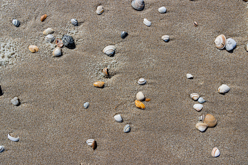 Beach shore with small shells scattered on wet brown sand, sunny spring day in Camperduin, North Holland