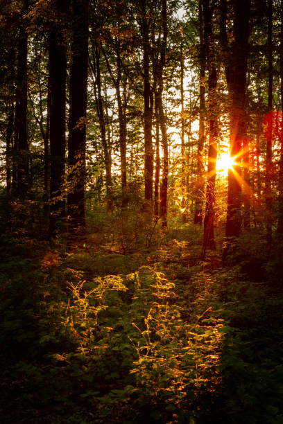 The sunlight bathes the forest plants and trees during a beautiful summer evening