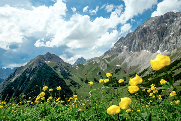 istock Troll flowers in front of mountain panorama 1326477769